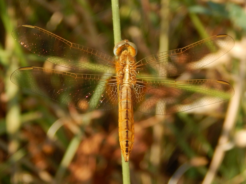 id: Crocothemis erythraea, maschio immaturo